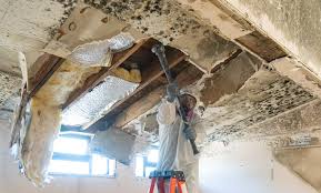 Best Asbestos and Lead Testing During Mold Inspection  in Winona, MS